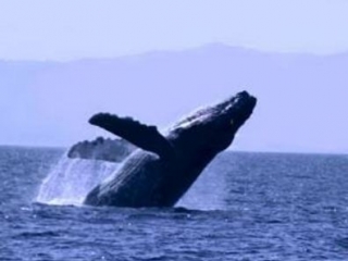  Observation des baleines 